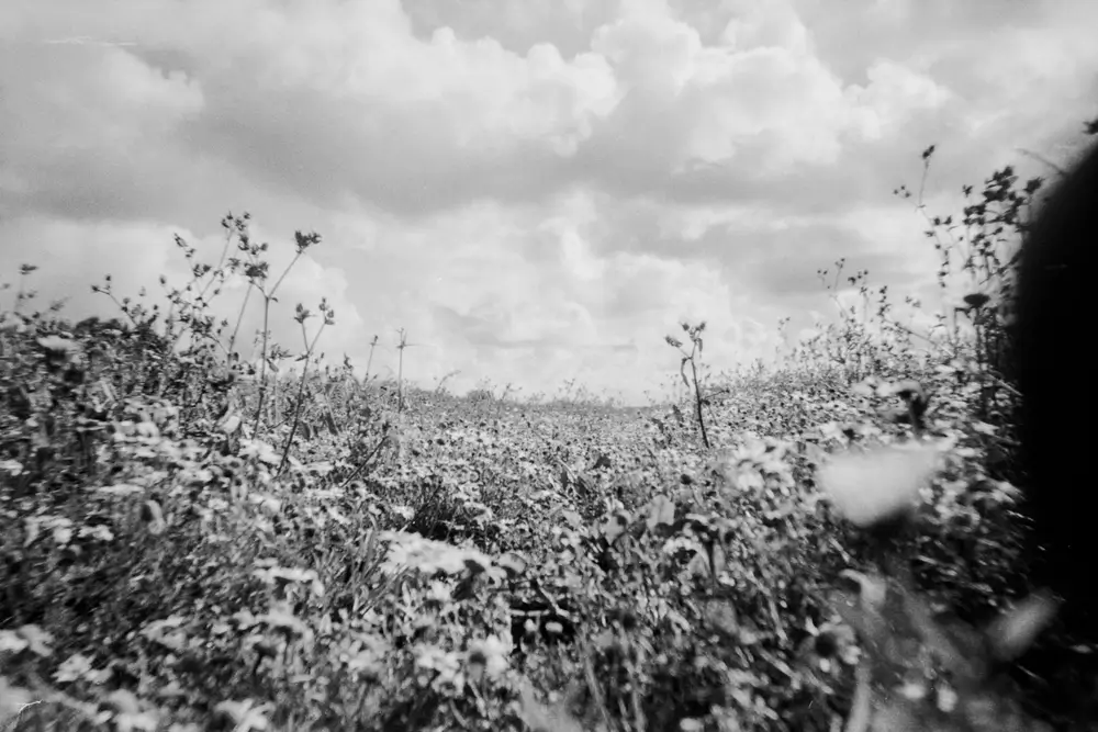 Un campo de flores en las afueras de Calais.