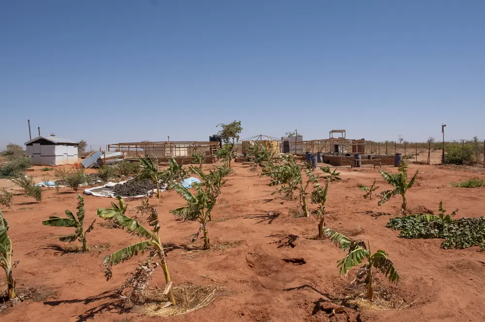 Nuestros equipos plantaron plátanos encima de las zanjas de filtración para ayudar al proceso de filtración, estos plátanos se pueden consumir. Chad.