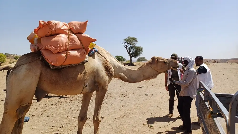 Personal de MSF junto a un camello cargado de alimentos, listo para trasladarse al sitio de distribución de alimentos en las afueras de Nyala, Darfur Sur, Sudán, marzo de 2025.