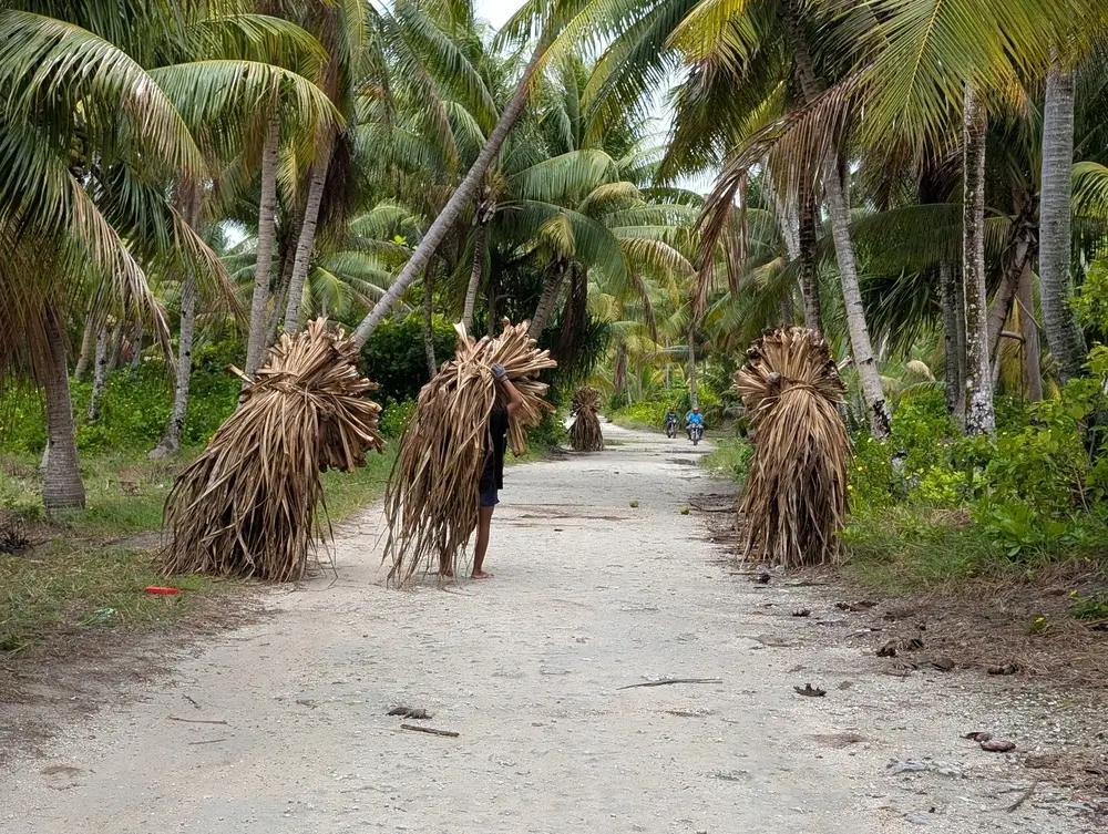 Los aldeanos regresan a casa con hojas de pandano que han recolectado. En la isla el pandano, conocido como "el árbol de la vida", es muy apreciado; sus hojas se utilizan para tejer esteras, techos de paja e incluso trajes de baile, mientras que el fruto es una fuente de alimento y la madera para la construcción.