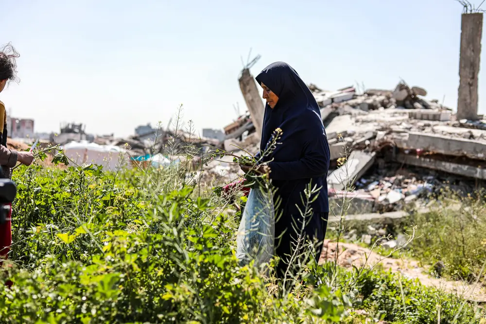 Hanan, de 53 años, recolecta malva (khubeiza), una planta silvestre comestible, de las ruinas de Beit Lahia. Con las fronteras de Gaza cerradas desde el 2 de marzo de 2025 y la ayuda totalmente restringida, las familias desplazadas dependen de la recolección de alimentos para cubrir sus necesidades básicas.
