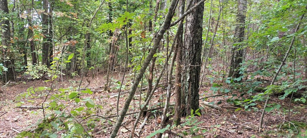 MSF alerta del sufrimiento mental y físico infringido a solicitantes de asilo, refugiados y migrantes por los continuos rechazos y devoluciones exprés entre Lituania y Bielorrusia.