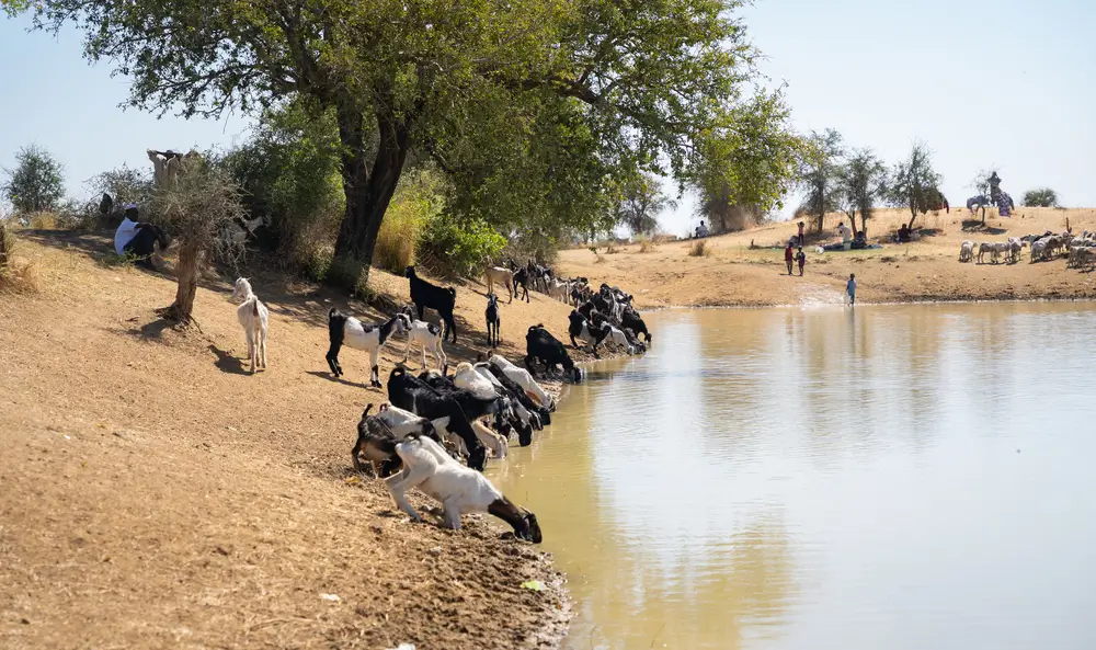 Un estanque de agua estancada es la única fuente de agua de fácil acceso en el asentamiento informal de Jerbana. Tanto los seres humanos como el ganado dependen de este estanque, que se está secando gradualmente.