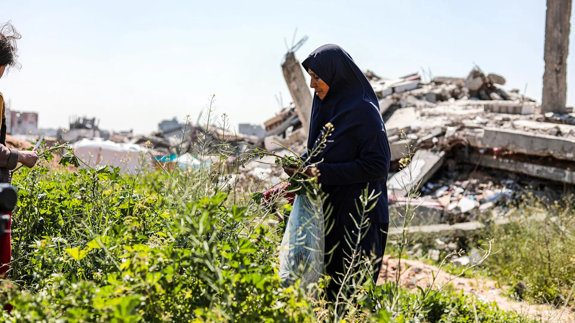 Hanan, recoge malva (khubeiza), una planta silvestre comestible, de las ruinas de Beit Lahia. 