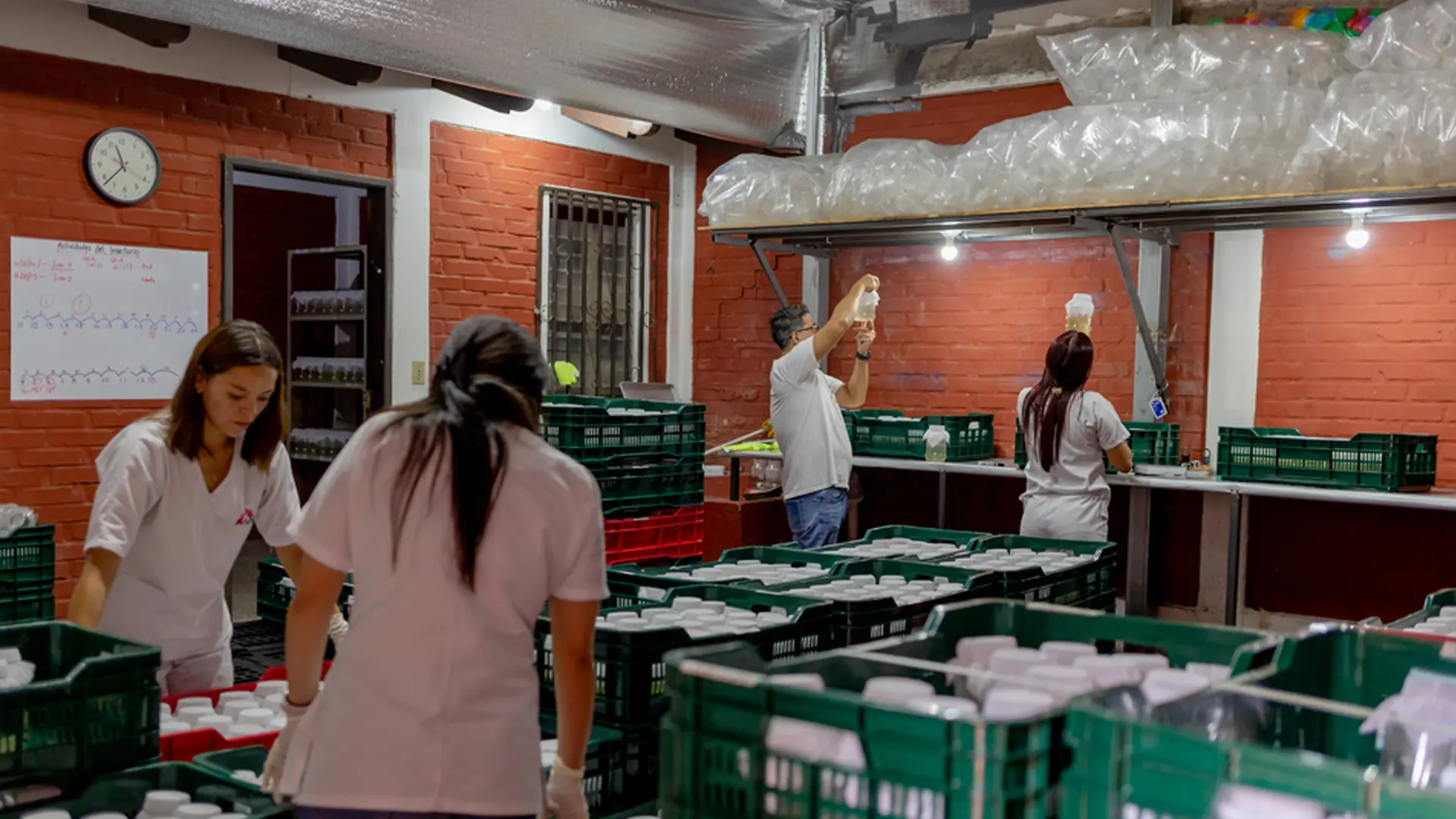 Los mosquitos con Wolbachia se están criando en el insectario de MSF y serán liberados en un barrio de Tegucigalpa durante un periodo de seis meses.